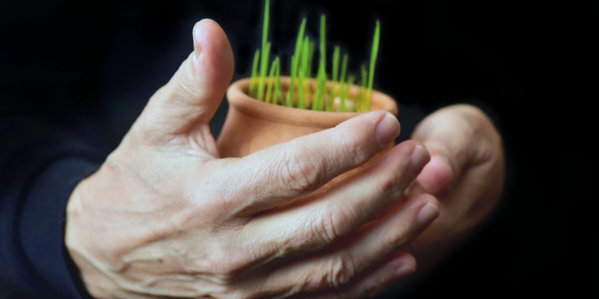 male-hands-with-young-stalks-of-wheat