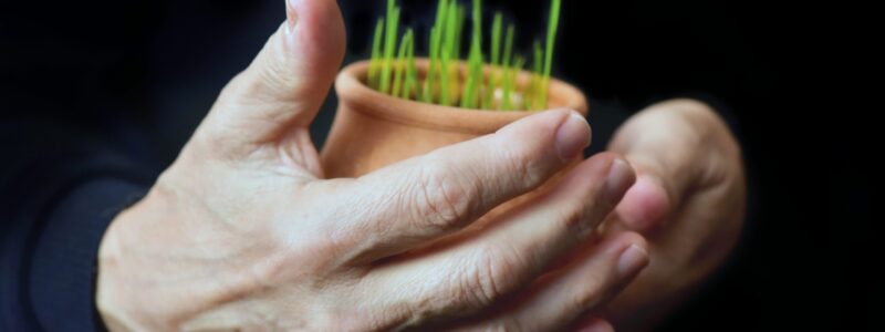 male-hands-with-young-stalks-of-wheat